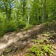 Gratis Wurzeltrail