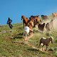 unreal-mountain-bike-film-riding-with-the-herd