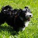 Tina Hundeschule 02