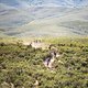 Riders on stage 1 of the 2021 Absa Cape Epic Mountain Bike stage race from Eselfontein in Ceres to Eselfontein in Ceres, South Africa on the 18th October 2021

Photo by Kelvin Trautman/Cape Epic

PLEASE ENSURE THE APPROPRIATE CREDIT IS GIVEN TO THE P