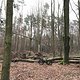 Wandlitzer Forst mit Sturmschäden