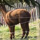 Alpacas -02439