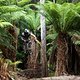 Remy Morton performs during  practice at Red Bull Hardline  in Maydena Bike Park,  Australia on February 23,  2024 // Graeme Murray / Red Bull Content Pool // SI202402230525 // Usage for editorial use only //