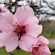Pfalzblick und Mandelblüte