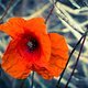 Mohn 22 07 12