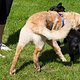 Hundeschule 051