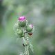 IMG 6181