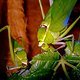 Kubanische Riesen-Blattheuschrecke
