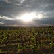 Sonne, Wolken und Wein