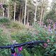 Farblich passender Trail 😂