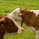 Tierische Zuschauer in Leogang