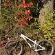 Herbstfarben 2