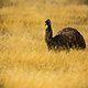 Ein Emu in freier Wildbahn
