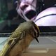 Birds are scary