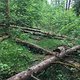 Sturmschäden auf Trails am Hochrhein