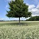IMG 9651