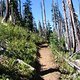 westx Bunchgrass Trailwork