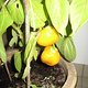 Rocoto
