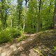 Gratis Wurzeltrail