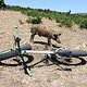 wild swine likes fat bike