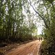 Riders enter a poplar forest during stage 5 of the 2022 Absa Cape Epic Mountain Bike stage race from Elandskloof in Greyton to Stellenbosch, South Africa on the 25th March 2022.