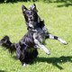 Urlaub Hunde -6848