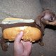  Hot Dog :)