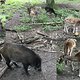 Wildschwein und Rehe im Tegeler Forst