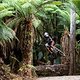 Jackson Goldstone performs during  practice at Red Bull Hardline  in Maydena Bike Park,  Australia on February 23,  2024 // Graeme Murray / Red Bull Content Pool // SI202402230519 // Usage for editorial use only //