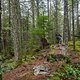 BC Squamish - Pleasure Trail