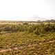 Pro Mens field during stage 4 of the 2021 Absa Cape Epic Mountain Bike stage race from Saronsberg in Tulbagh to CPUT in Wellington, South Africa on the 21th October 2021

Photo by Gary Perkin/Cape Epic

PLEASE ENSURE THE APPROPRIATE CREDIT IS GIVEN T