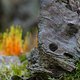 kleiner Walddrache im Feuerland