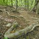Gratis Wurzeltrail 2.0