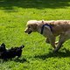Tina Hundeschule 01
