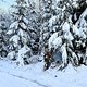 Schnee im Wald