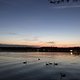 Tegeler See - Schwäne im Sonnenuntergang