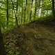 Gratis Wurzeltrail