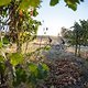 Riders head through the vineyards during the Prologue of the 2017 Absa Cape Epic Mountain Bike stage race held at Meerendal Wine Estate in Durbanville, South Africa on the 19th March 2017

Photo by Dominic Barnardt/Cape Epic/SPORTZPICS

PLEASE EN
