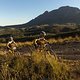Wouter Peeters &amp; Jun Zhu climb out of Stellenbosch during stage 6 of the 2019 Absa Cape Epic Mountain Bike stage race from the University of Stellenbosch Sports Fields in Stellenbosch, South Africa on the 23rd March 2019

Photo by Dwayne Senior/Cap