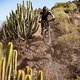 Kaktus Slalom