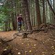 BC Whistler - Bart&#039;s Dark Trail