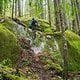 BC Squamish - Souerkraut