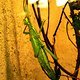 IMG 0030
