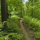 Gratis Wurzeltrail