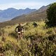 Laura Stark and Sebastian Stark during stage 3 of the 2021 Absa Cape Epic Mountain Bike stage race from Saronsberg to Saronsberg, Tulbagh, South Africa on the 20th October 2021

Photo by Sam Clark/Cape Epic

PLEASE ENSURE THE APPROPRIATE CREDIT IS GI
