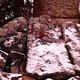 Roterose im Schnee