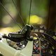 ... werden von den bekannten SRAM Code Silver Stealth mit 200/180 mm-Scheiben ergänzt.