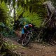 Maxi in den Wäldern Neuseelands