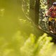 Rein in den sonnendurchfluteten Wald