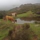 Aber Vorsicht – es kann jeder Zeit vorkommen, das man von einer wilden Herde von Kühen kontrolliert wird, die auf Madeira noch ein glückliches Leben führen dürfen.